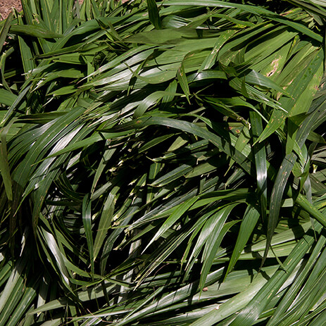 CHONTADURO 6_mosaico galeria.jpg